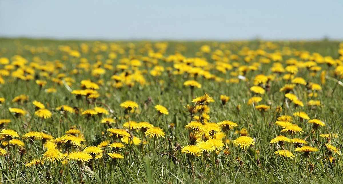 Tarassaco: ecco le proprietà benefiche di questa pianta