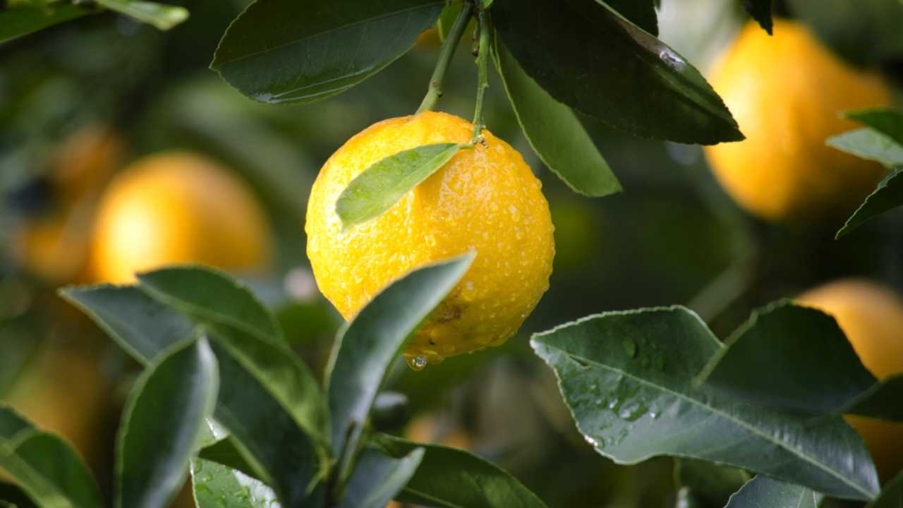 ìLimoni in vaso_ i trucchi per coltivarli ed averli a costo zero