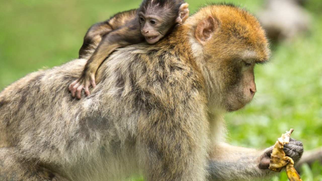 Vaiolo delle scimmie_ sintomi e la situazione in Italia