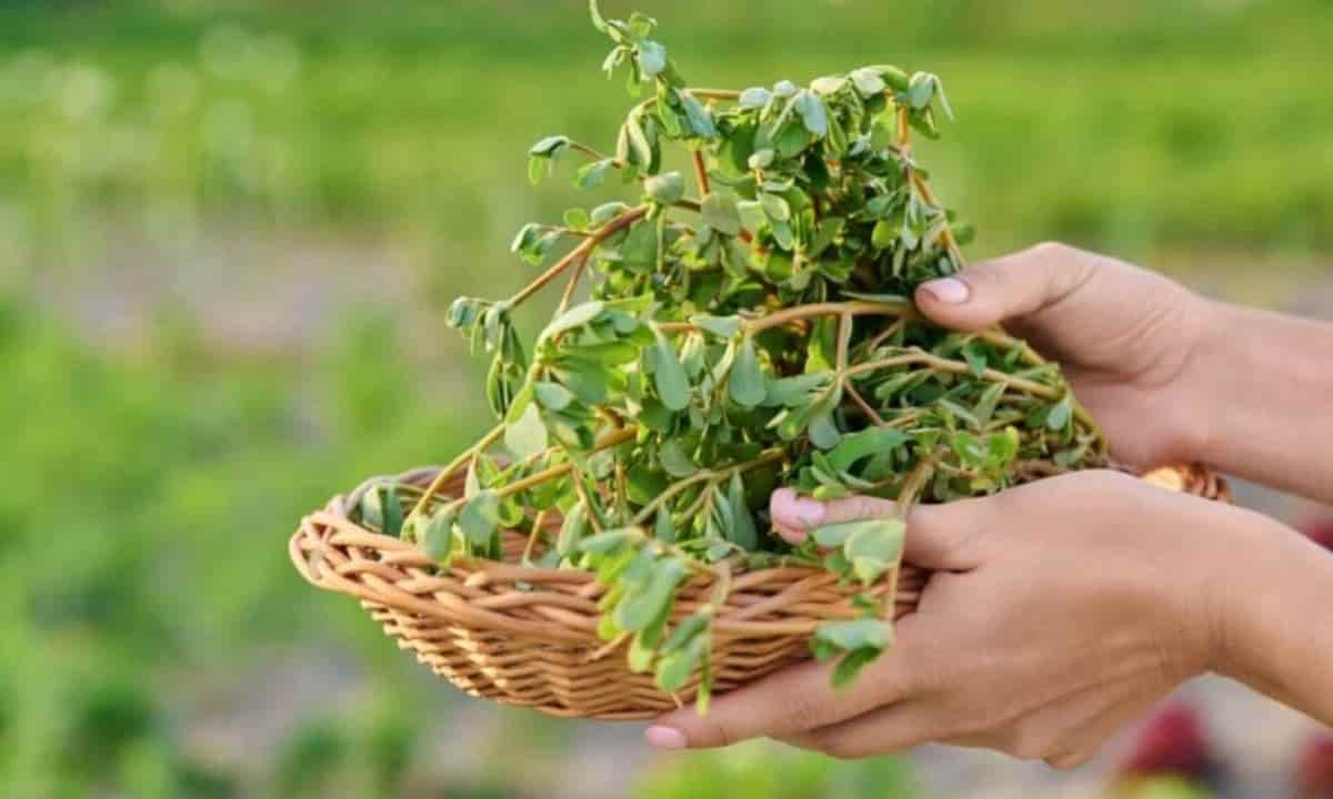 Portulaca pianta benefici salute